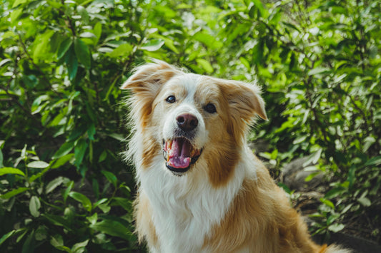 Can Stress Affect Your Dog’s Gut Health?