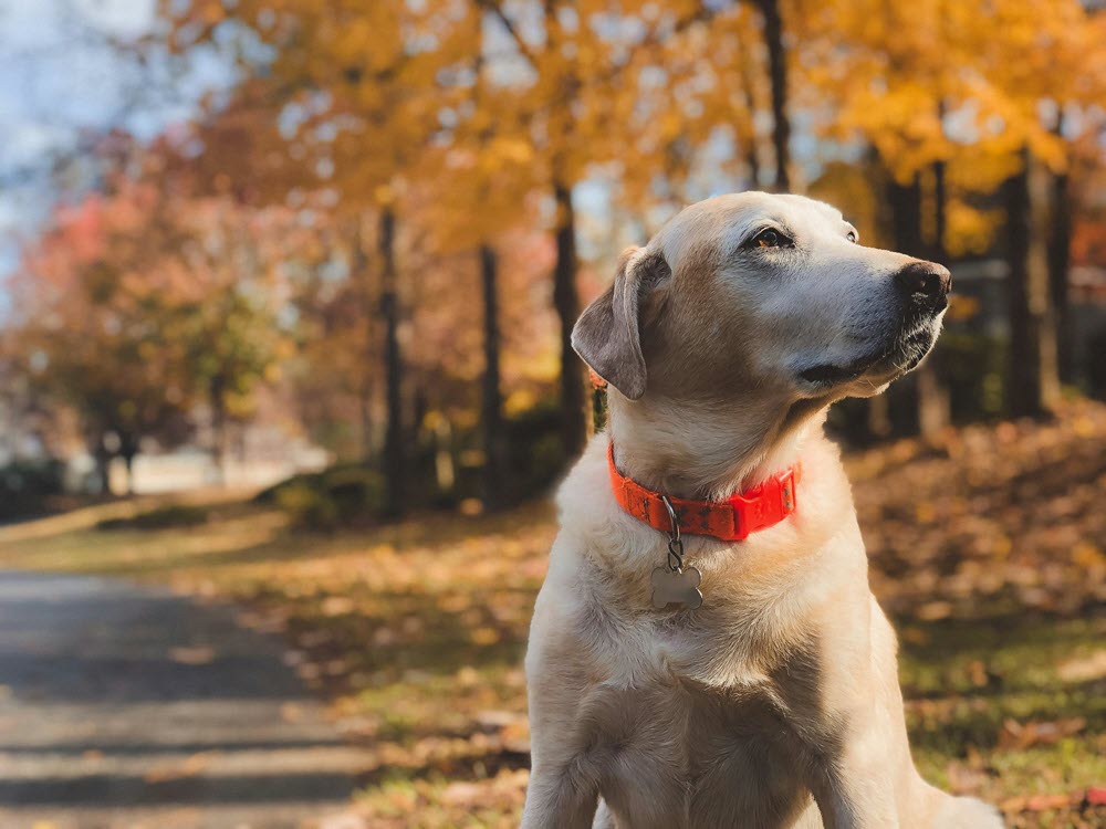 a dog sitting outside in the fall