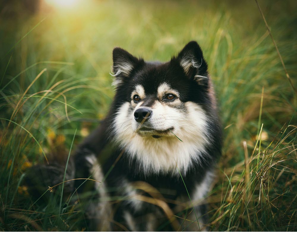 a black and white dog sitting in the grass