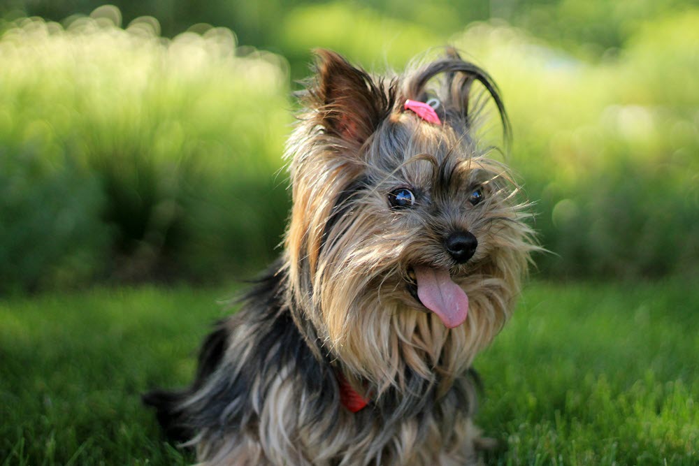 a happy dog looking at the camera