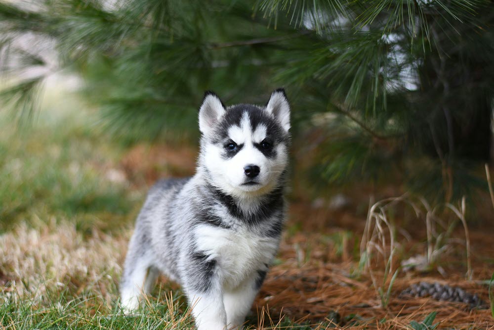 a husky puppy looking at the camera