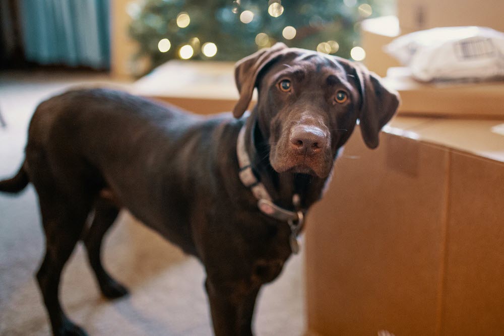 a brown dog looking at the camera