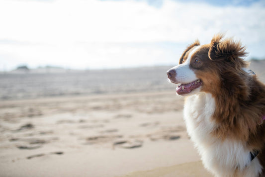 How to Tell if Your Dog’s Gut Is Out of Balance