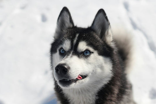 a husky in the snow