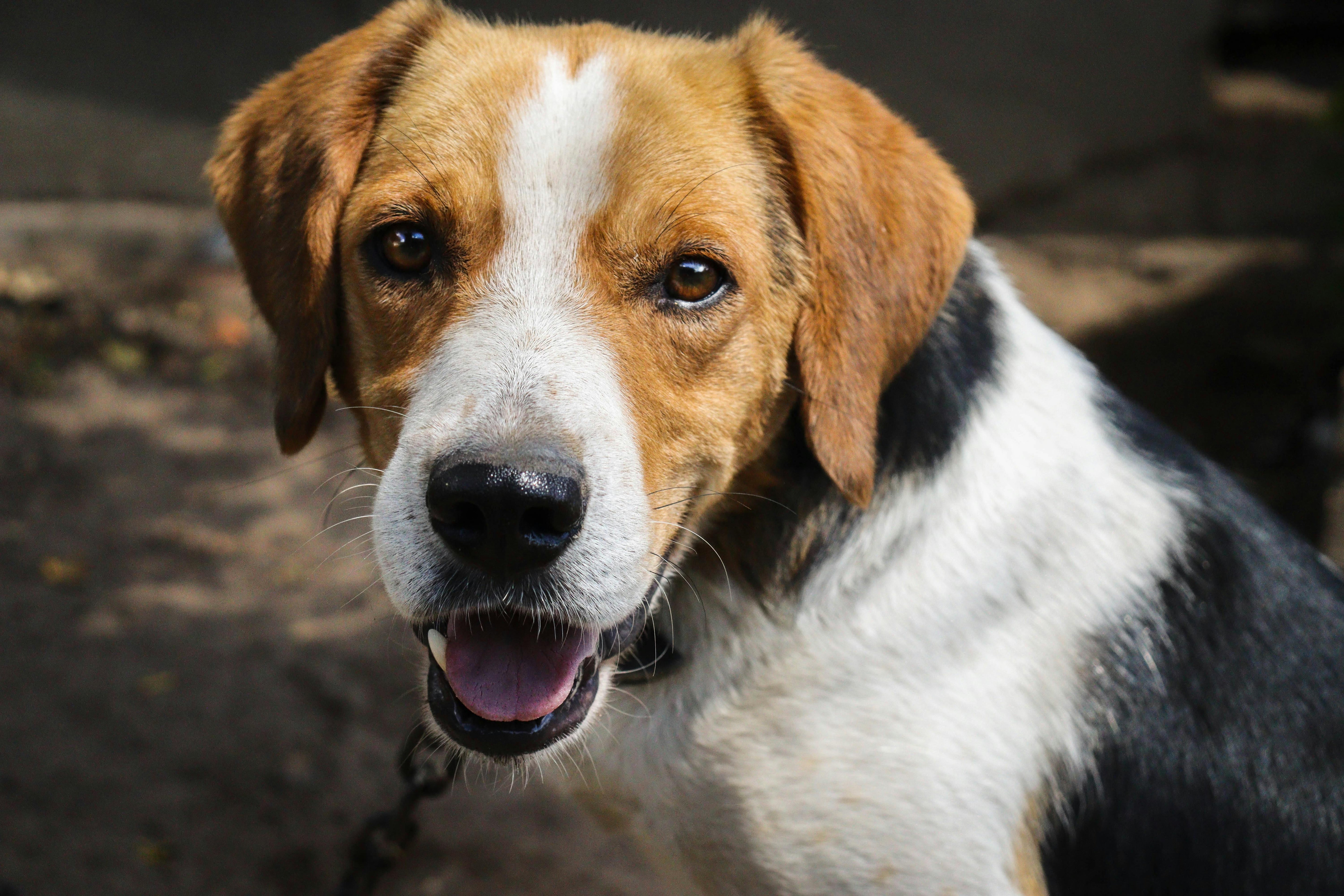 Why Preventative Gut Wellness Is Becoming the New Standard for Dog Care