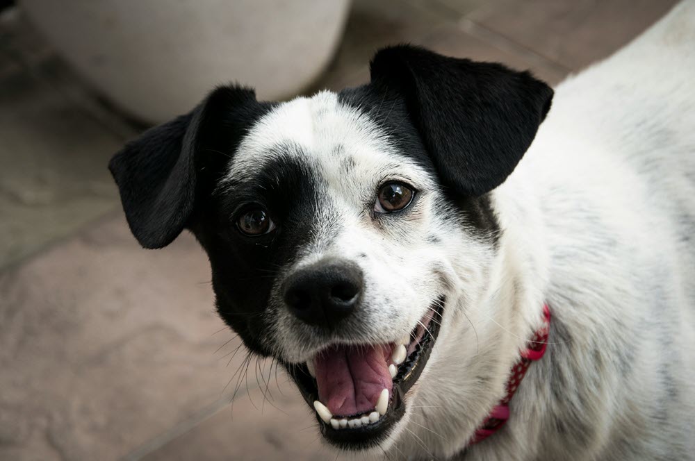 a happy dog looking at the camera