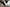 a black and white dog looking at the camera