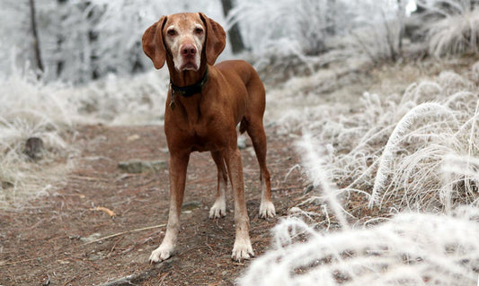 a happy vizsla looking at the camera