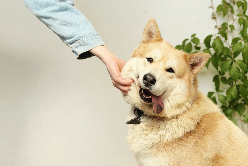 Can Dogs Eat Raspberries? Safe Fruits for Your Pets – Origin Labs, Inc.