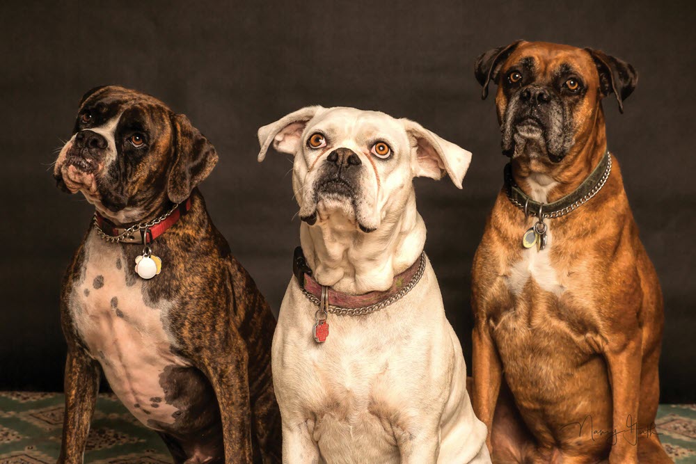 3 happy dogs sitting down
