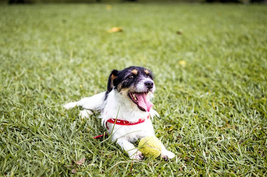 a happy dog with a ball in the grass