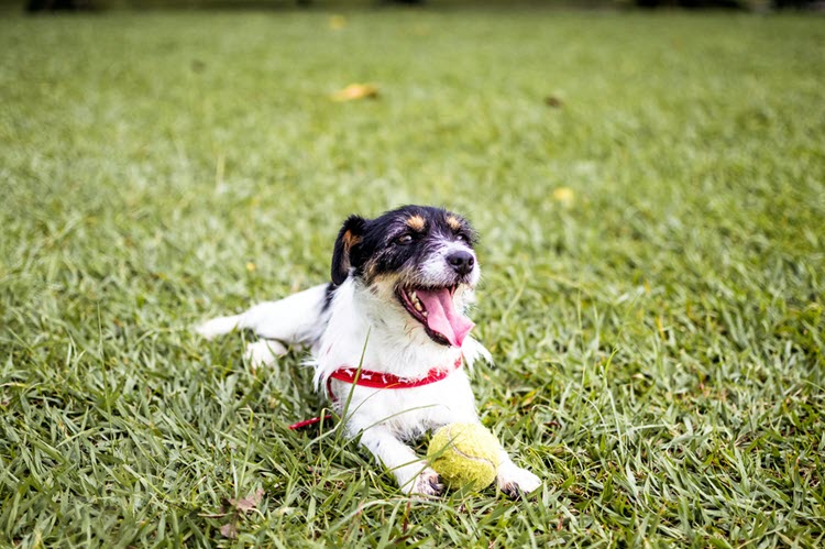a happy dog in the grass