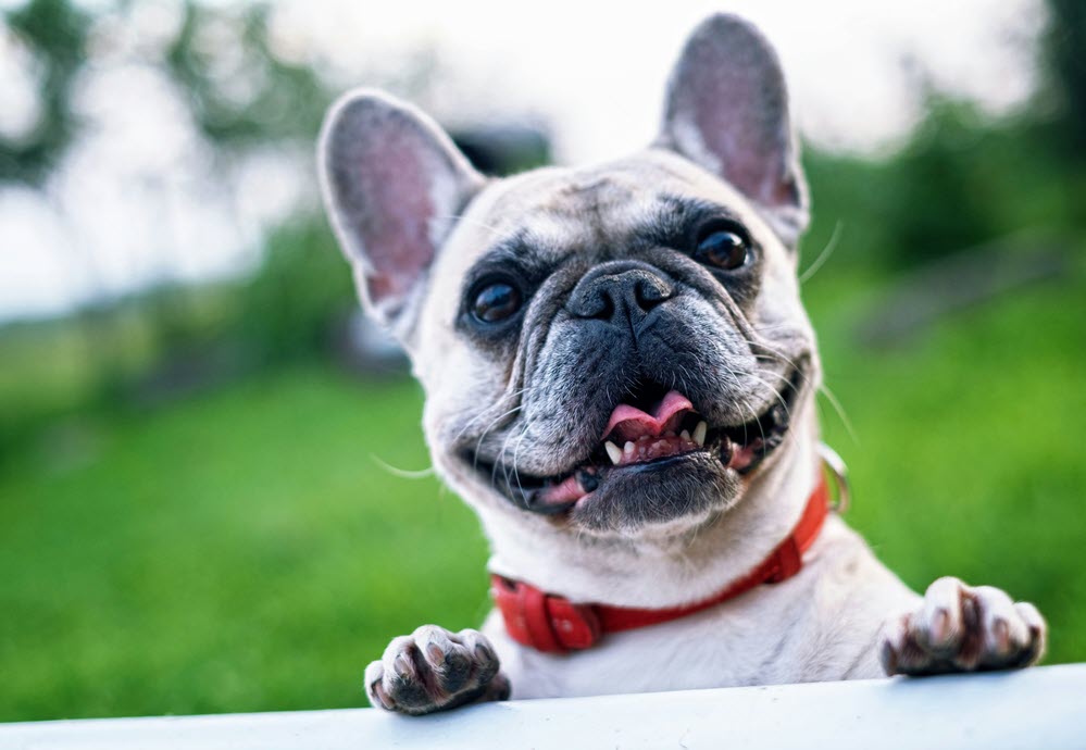 a happy dog looking at the camera