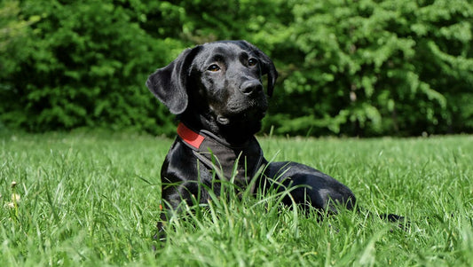 a black dog sitting in the grass