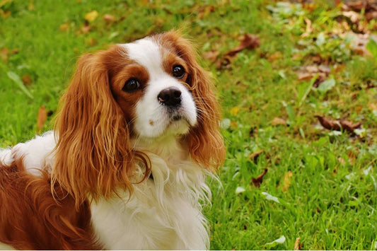 a brown and white dog sitting in the grass