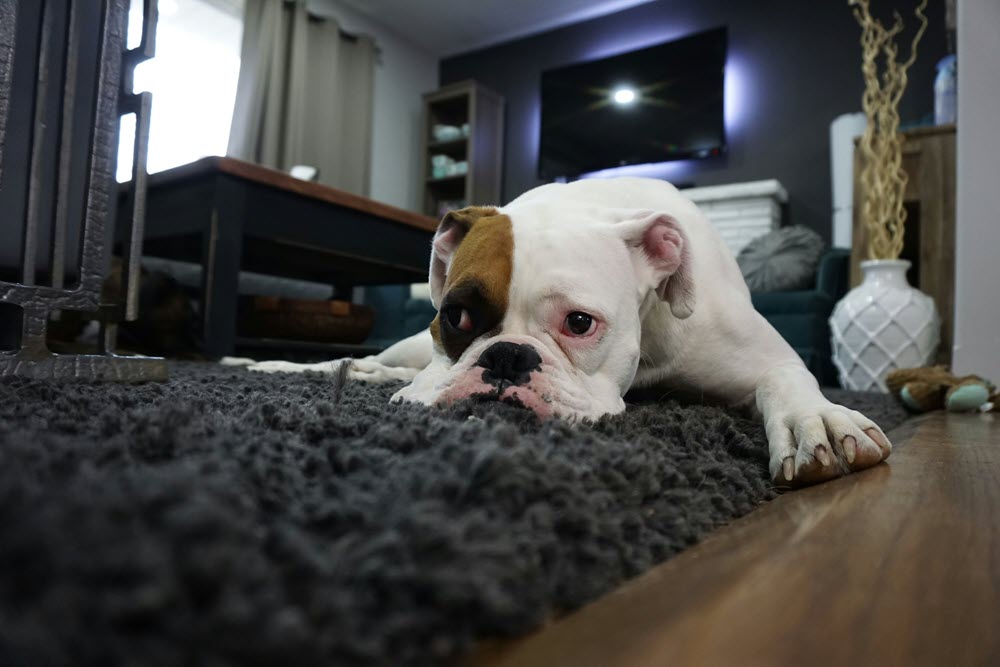 a dog sitting on the carpet