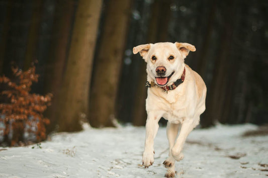 a yellow dog running in the snow