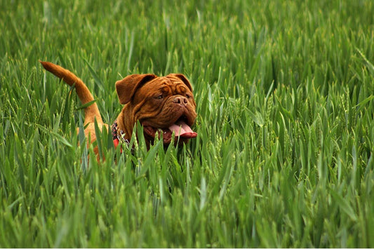 a dog in tall grass
