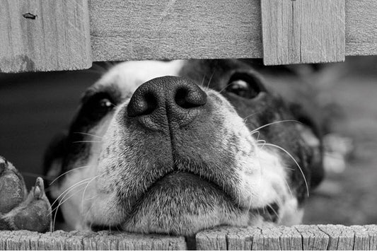 a dog with his nose sticking through a fence