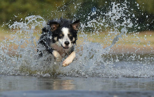 a dog running in the water