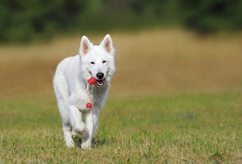 a white dog with a toy in the grass