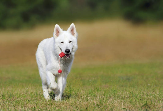 a white dog in a field with a toy