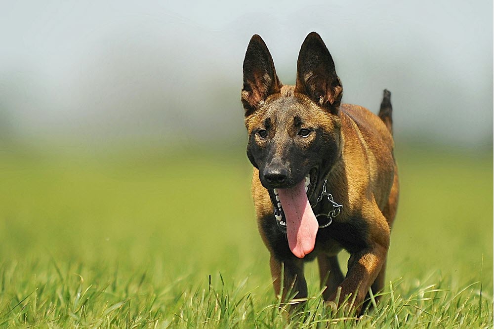 a dog in a field