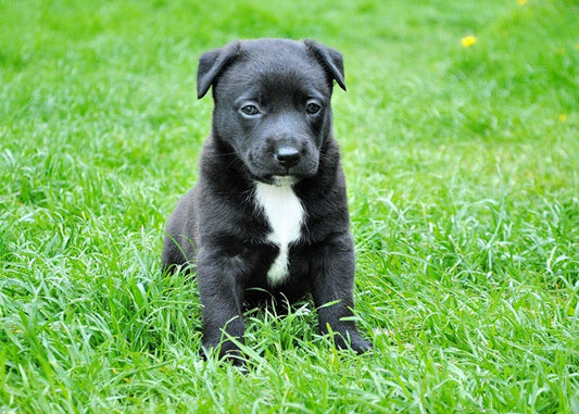 a black puppy sitting in the grass
