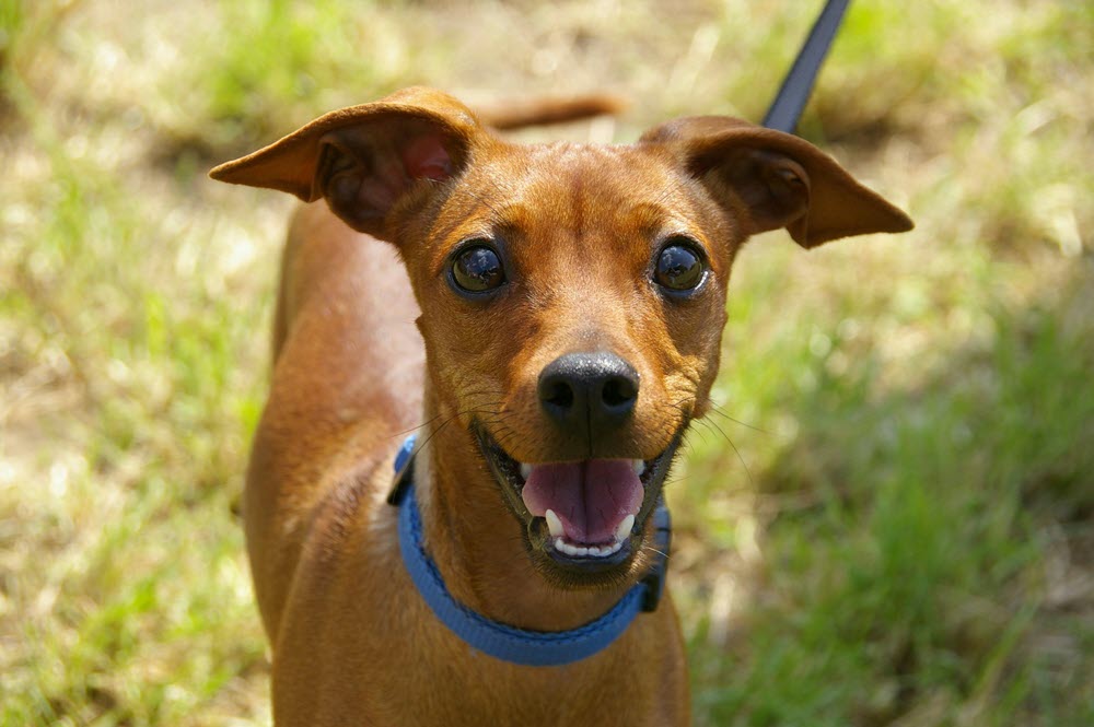 a happy dog looking at the camera