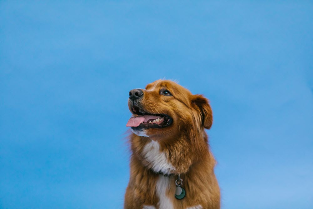 a dog on a blue background