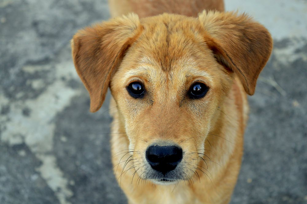 a happy dog looking at the camera