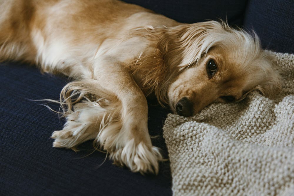 a dog laying on the floor