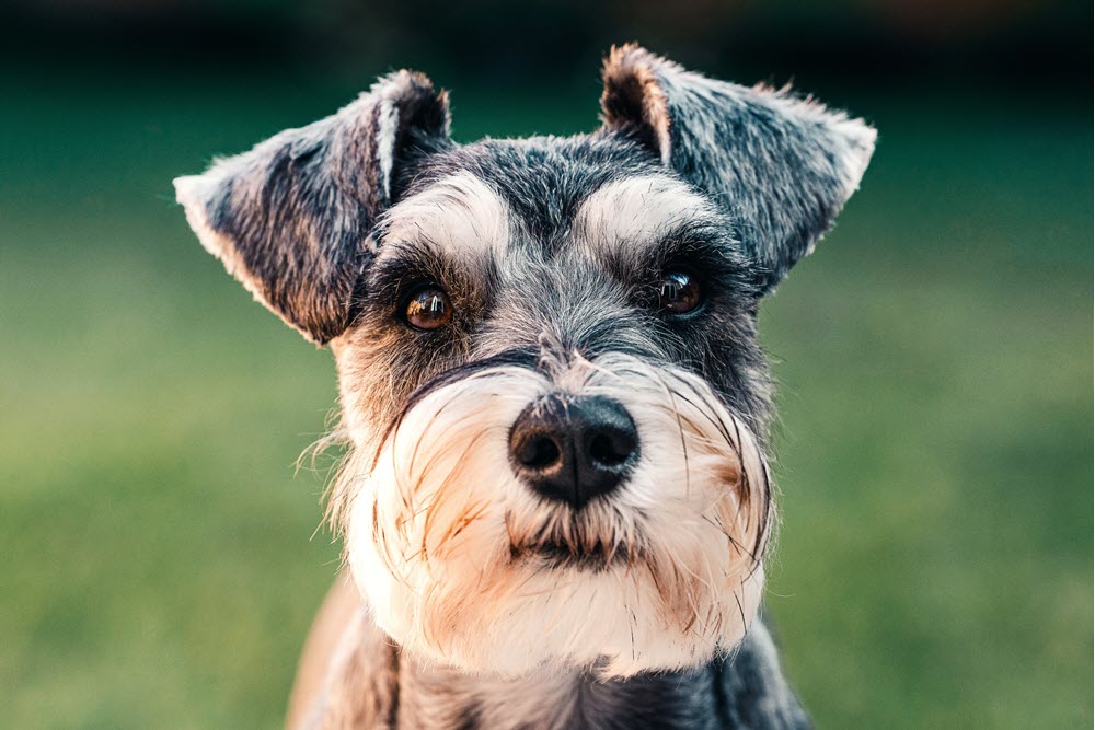 a happy dog