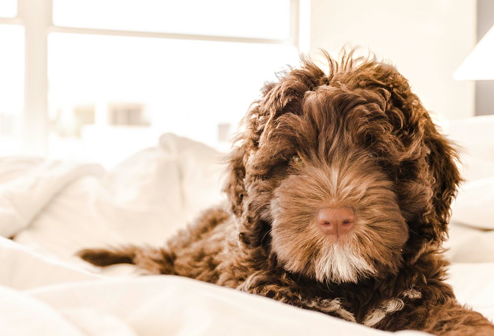 a fluffy dog looking at the camera