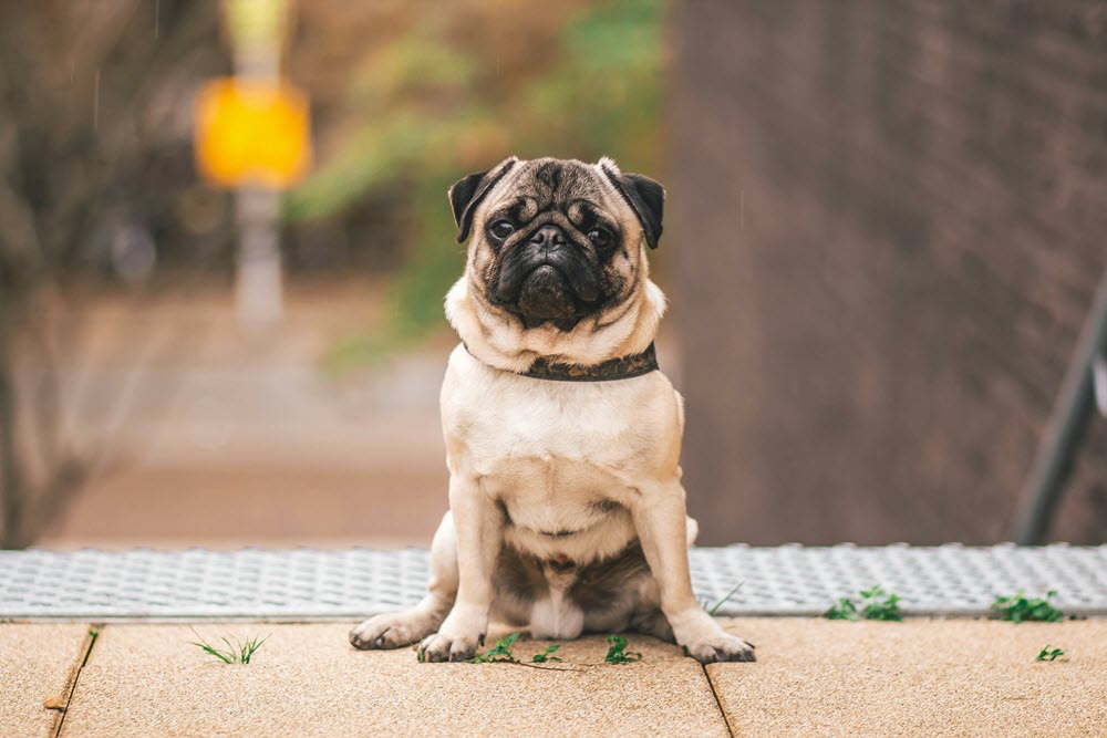 a small dog sitting on a sidwealk