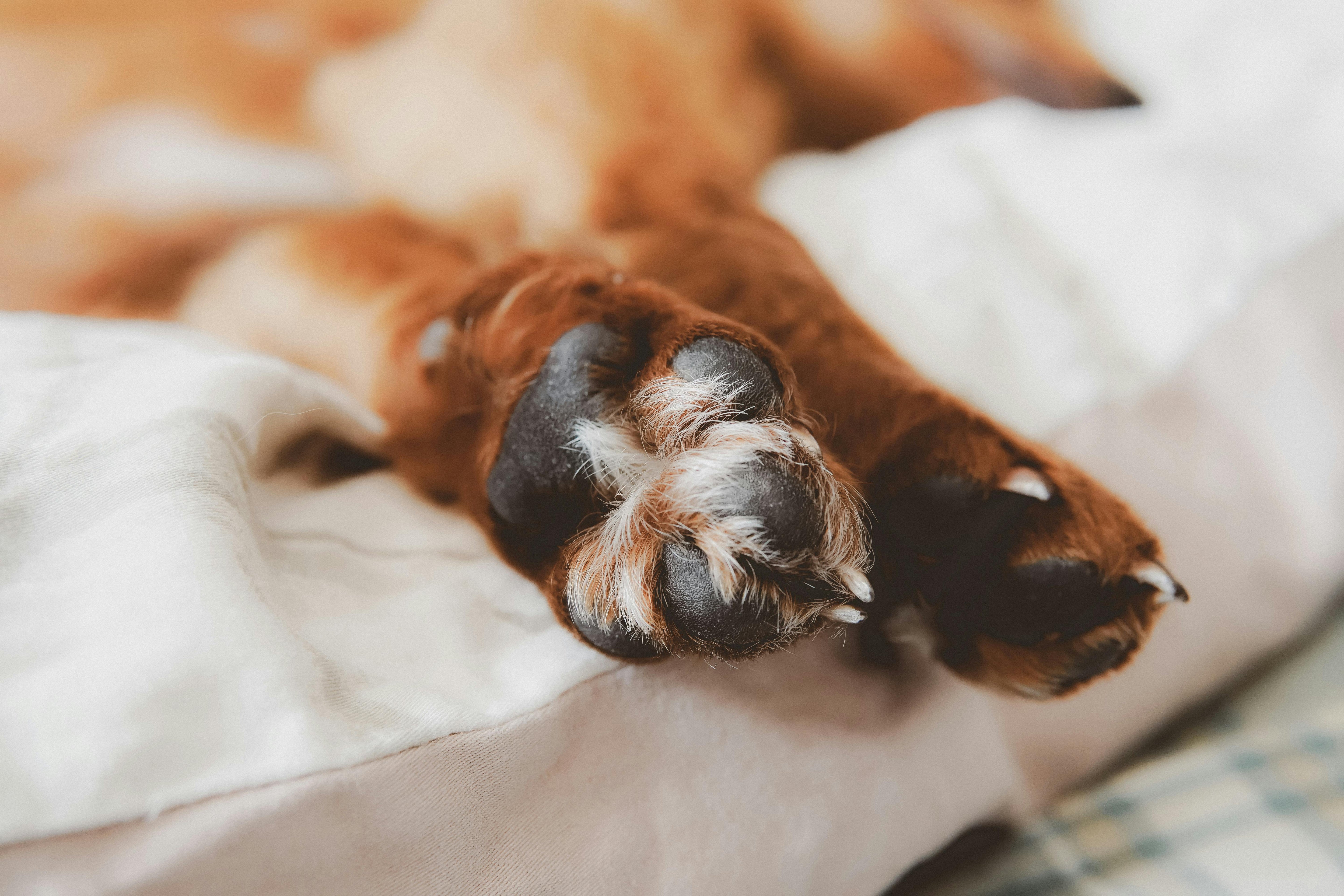 Why Is My Dog Constantly Licking Their Paws? Causes, Solutions & When to Worry