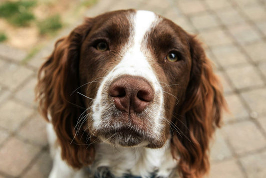a close photograph up of a dog looking at the camera