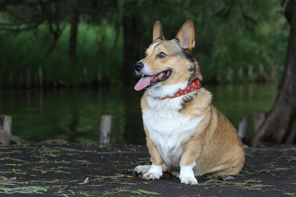 a dog sitting in the forests