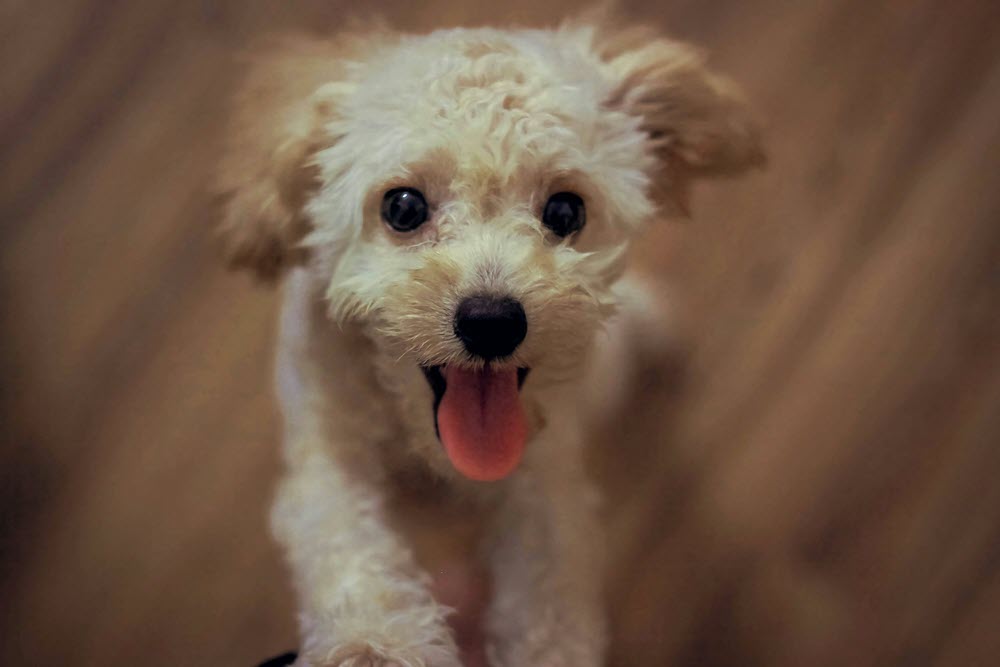 a happy dog looking at the camera