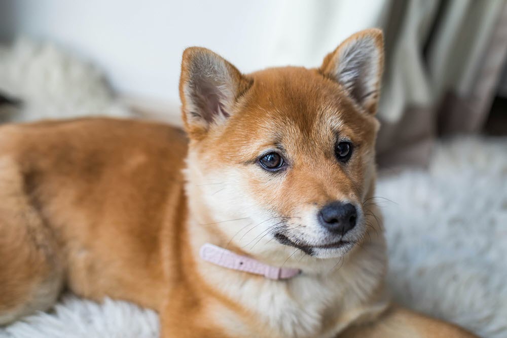 a dog sitting on a rug