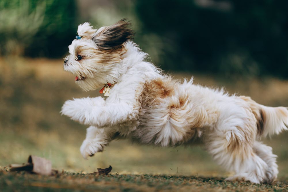 a happy dog running