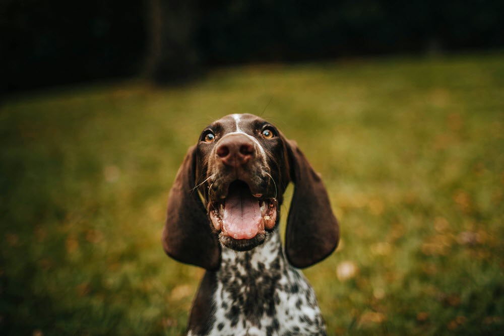 a happy dog looking at the camera
