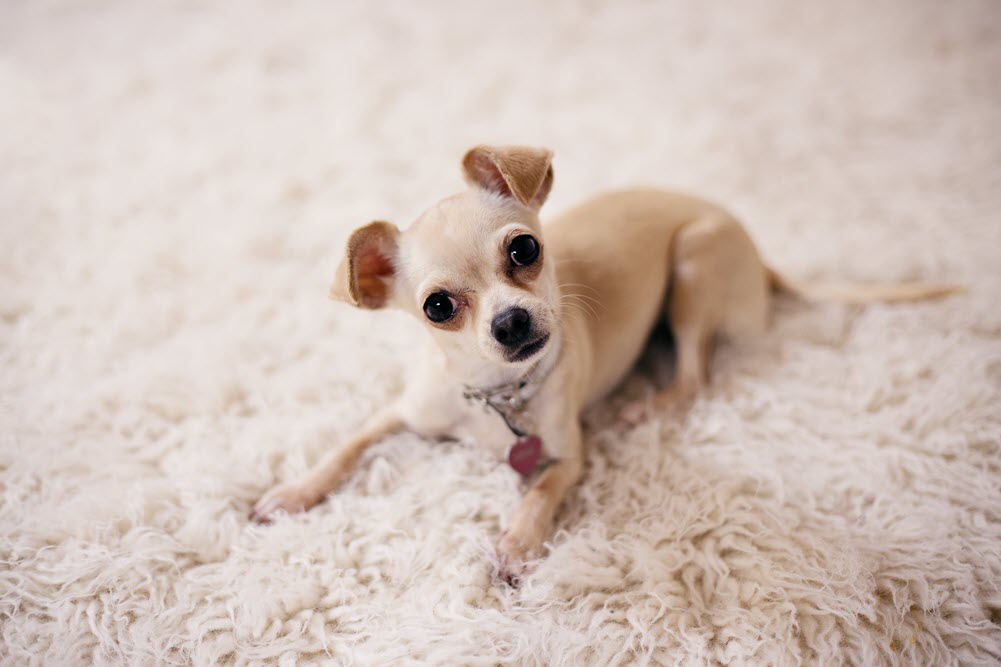 a close photograph up of a dog looking at the camera