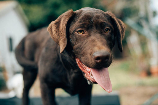 a brown dog standing with his mouth open
