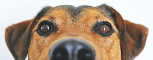 A happy, energetic dog mid-jump, with a bright gleaming eyes