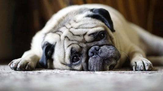 a sad pug laying on the floor