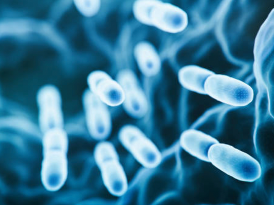Prebiotics vs Probiotics vs Postbiotics for Dogs: What’s the Difference?