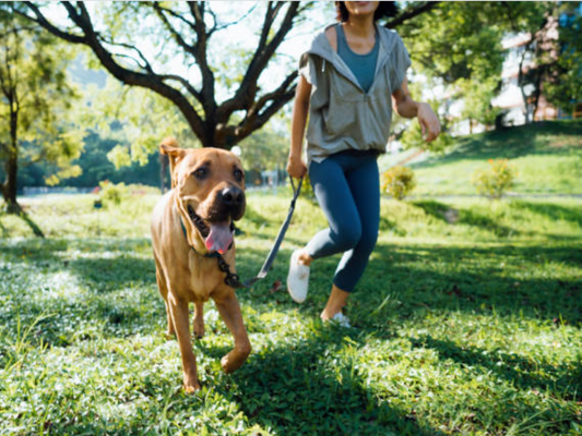 What Helps Dogs with Seasonal Allergies?