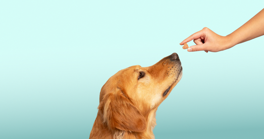 How Stress Affects Your Dog’s Gut Health