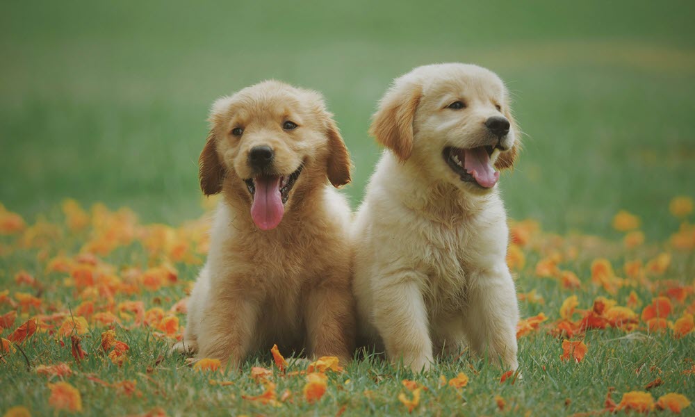 a close-up of 2 puppies in the grass